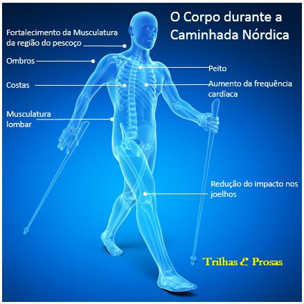 O Corpo durante a caminhada nórdica