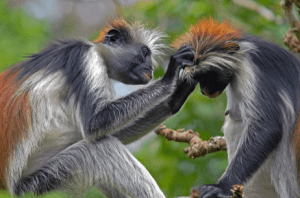 imagem macacos