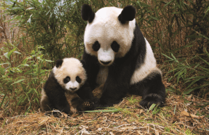 imagem panda