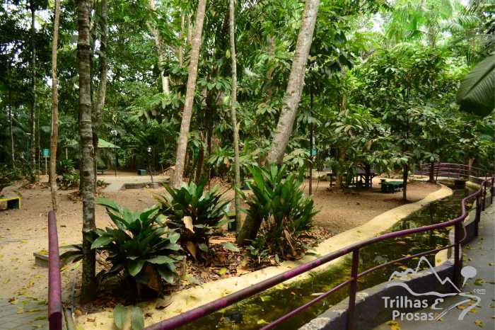 bosque inpa externa 1