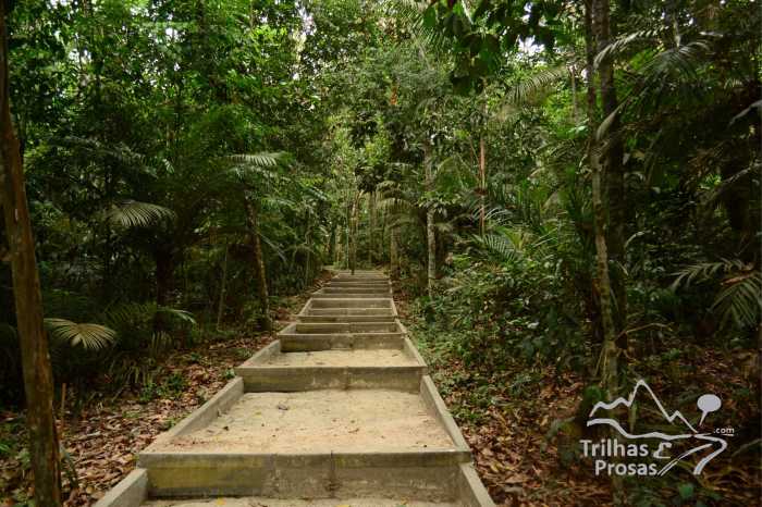 bosque inpa externa 2