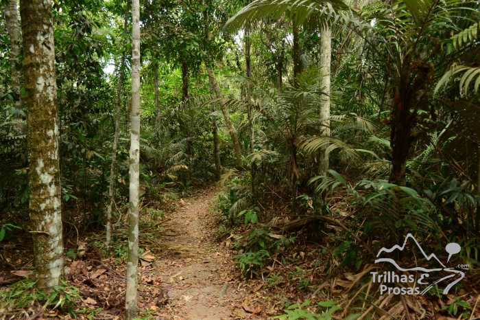 bosque inpa externa 4