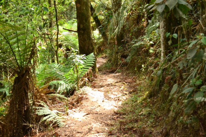 foto 1 trilha pinheiro velho