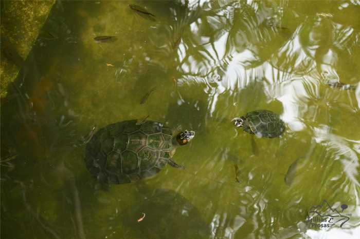 inpa tartaruga 2