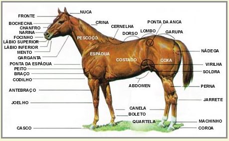 anatomia do cavalo - img haras pantanal