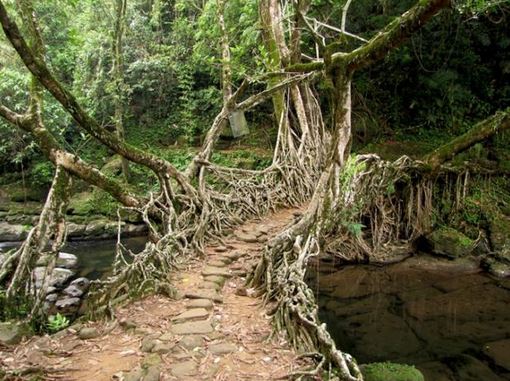 Ponte Natural 3 cherrapunji