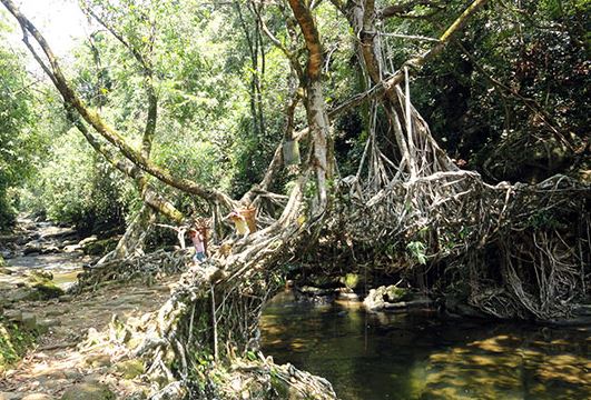 ponte viva cherrapunji 3