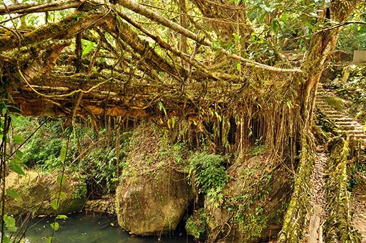 ponte viva cherrapunji 4